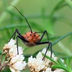 Gminatus australis (Orange assassin bug) at Wyndham, NSW - 31 Dec 2022 by KylieWaldon