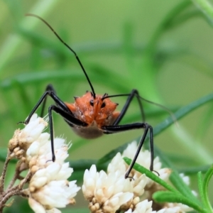 Gminatus australis at Wyndham, NSW - 1 Jan 2023 09:00 AM