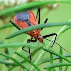 Gminatus australis at Wyndham, NSW - 1 Jan 2023 09:00 AM