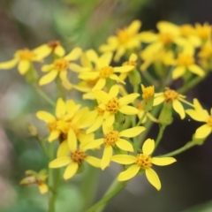 Senecio linearifolius (Fireweed Groundsel, Fireweed) at Wyndham, NSW - 1 Jan 2023 by KylieWaldon