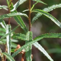 Senecio linearifolius at Wyndham, NSW - 1 Jan 2023