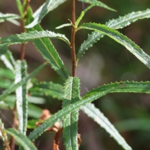 Senecio linearifolius at Wyndham, NSW - 1 Jan 2023