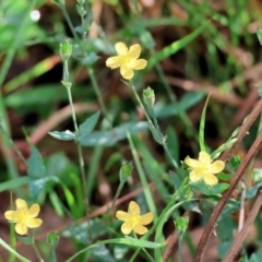 Hypericum gramineum (Small St Johns Wort) at Wyndham, NSW - 1 Jan 2023 by KylieWaldon