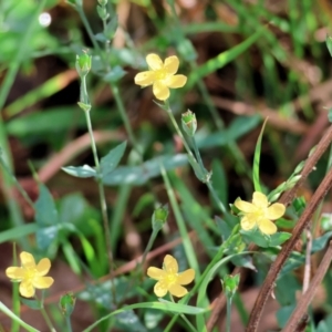 Hypericum gramineum at Wyndham, NSW - 1 Jan 2023 08:54 AM