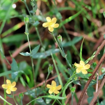 Hypericum gramineum (Small St Johns Wort) at Wyndham, NSW - 1 Jan 2023 by KylieWaldon