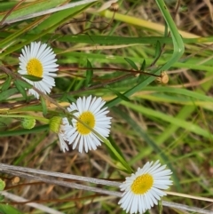 Erigeron karvinskianus (Seaside Daisy) at Isaacs, ACT - 1 Jan 2023 by Mike