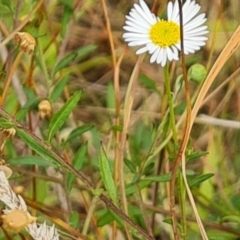 Erigeron karvinskianus at Isaacs, ACT - 1 Jan 2023 04:58 PM