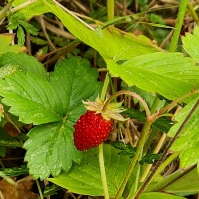 Potentilla vesca (Alpine Strawberry) at Isaacs, ACT - 1 Jan 2023 by Mike