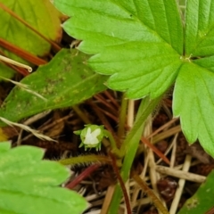 Potentilla vesca at Isaacs, ACT - 1 Jan 2023