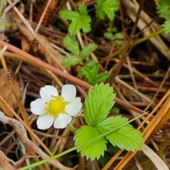 Potentilla vesca at Isaacs, ACT - 1 Jan 2023