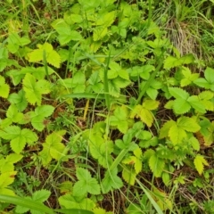 Potentilla vesca at Isaacs, ACT - 1 Jan 2023