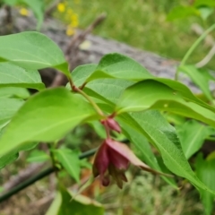 Leycesteria formosa (Himalayan Honeysuckle) at Isaacs Ridge and Nearby - 1 Jan 2023 by Mike