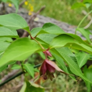 Leycesteria formosa at Isaacs, ACT - 1 Jan 2023