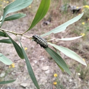 Chrysolopus spectabilis at Carwoola, NSW - 31 Dec 2022
