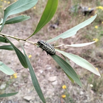 Chrysolopus spectabilis (Botany Bay Weevil) at Cuumbeun Nature Reserve - 30 Dec 2022 by Zoed