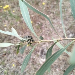 Chrysolopus spectabilis at Carwoola, NSW - 31 Dec 2022 10:31 AM