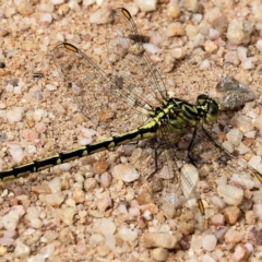 Austrogomphus guerini (Yellow-striped Hunter) at South East Forest National Park - 1 Jan 2023 by KylieWaldon