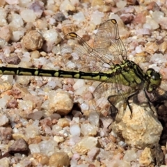 Austrogomphus guerini at Burragate, NSW - 1 Jan 2023 09:37 AM