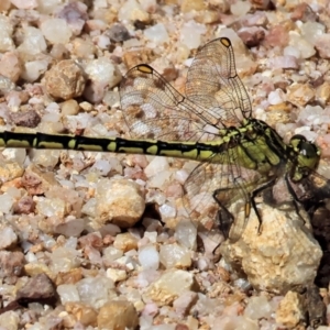 Austrogomphus guerini at Burragate, NSW - 1 Jan 2023 09:37 AM