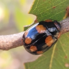 Paropsisterna beata (Blessed Leaf Beetle) at Lake Burley Griffin West - 1 Jan 2023 by trevorpreston