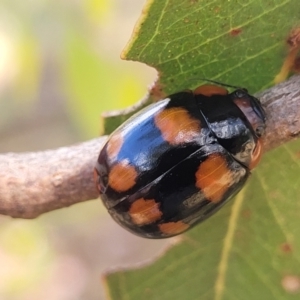 Paropsisterna beata at Acton, ACT - 1 Jan 2023