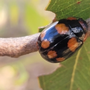 Paropsisterna beata at Acton, ACT - 1 Jan 2023