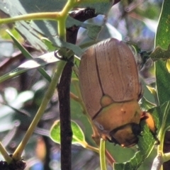 Anoplognathus brunnipennis (Green-tailed Christmas beetle) at Lake Burley Griffin West - 1 Jan 2023 by trevorpreston