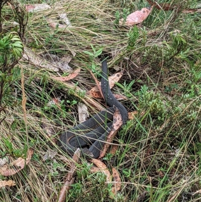 Austrelaps ramsayi (Highlands Copperhead) at Namadgi National Park - 1 Jan 2023 by Rebeccajgee