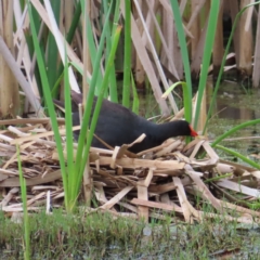 Gallinula tenebrosa (Dusky Moorhen) at Fyshwick, ACT - 1 Jan 2023 by MatthewFrawley
