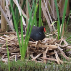 Gallinula tenebrosa at Fyshwick, ACT - 1 Jan 2023