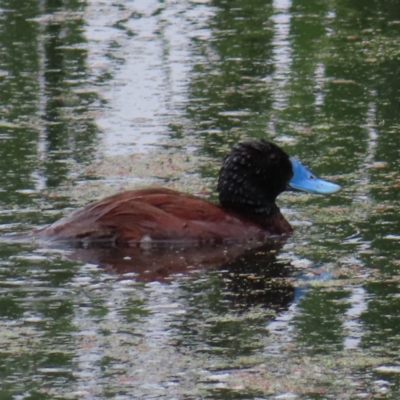 Oxyura australis (Blue-billed Duck) at Fyshwick, ACT - 1 Jan 2023 by MatthewFrawley