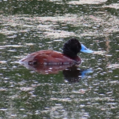 Oxyura australis at Fyshwick, ACT - 1 Jan 2023