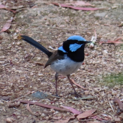 Malurus cyaneus (Superb Fairywren) at Fyshwick, ACT - 31 Dec 2022 by MatthewFrawley