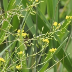 Rorippa palustris (Marsh Watercress) at Molonglo Gorge - 1 Jan 2023 by RAllen