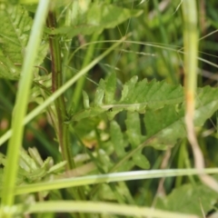 Rorippa palustris at Kowen, ACT - 1 Jan 2023 11:43 AM