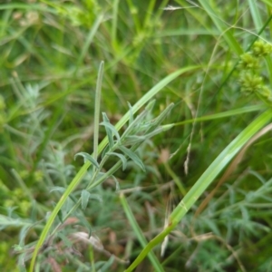 Epilobium billardiereanum subsp. cinereum at Hackett, ACT - 1 Jan 2023