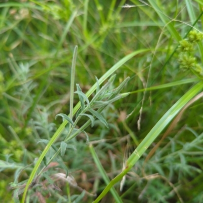 Epilobium billardiereanum subsp. cinereum (Variable Willow-herb) at Mount Majura - 1 Jan 2023 by Avery