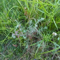 Epilobium billardiereanum subsp. cinereum at Hackett, ACT - 1 Jan 2023