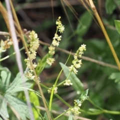 Rumex acetosella (Sheep Sorrel) at Molonglo Gorge - 1 Jan 2023 by RAllen