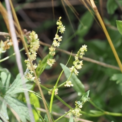 Rumex acetosella (Sheep Sorrel) at Molonglo Gorge - 1 Jan 2023 by RAllen