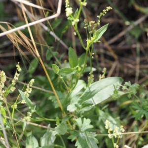 Rumex acetosella at Kowen, ACT - 1 Jan 2023