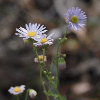 Brachyscome rigidula (Hairy Cut-leaf Daisy) at Molonglo Gorge - 1 Jan 2023 by RAllen