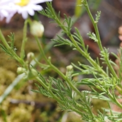 Brachyscome rigidula at Kowen, ACT - 1 Jan 2023 12:21 PM