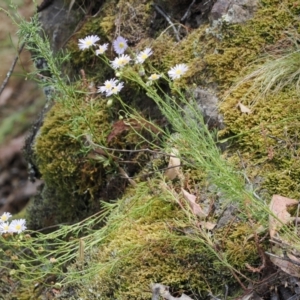 Brachyscome rigidula at Kowen, ACT - 1 Jan 2023