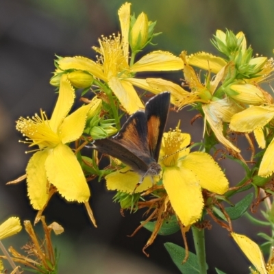 Paralucia pyrodiscus (Fiery Copper) at Molonglo Gorge - 1 Jan 2023 by RAllen