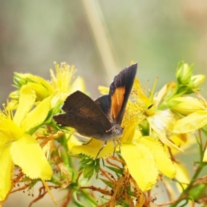 Paralucia pyrodiscus at Kowen, ACT - 1 Jan 2023