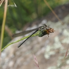 Austroargiolestes icteromelas (Common Flatwing) at Molonglo Gorge - 1 Jan 2023 by RAllen