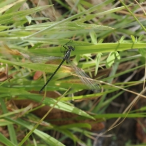 Austroargiolestes icteromelas at Kowen, ACT - 1 Jan 2023