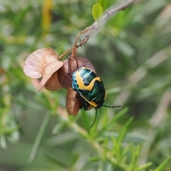 Scutiphora pedicellata (Metallic Jewel Bug) at Molonglo Gorge - 1 Jan 2023 by RAllen