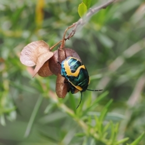 Scutiphora pedicellata at Kowen, ACT - 1 Jan 2023